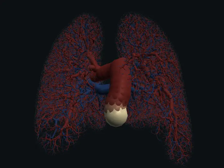 Lungs: contrast through the grown pulmonary trees